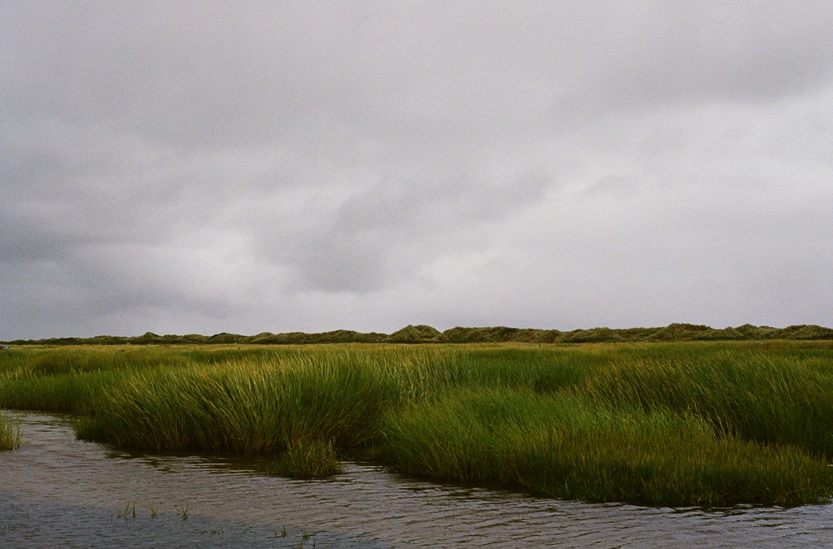 Grassy Dunes in Denmark