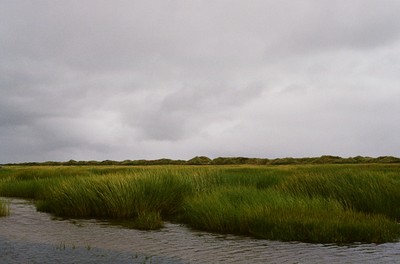 Grassy Dunes in Denmark